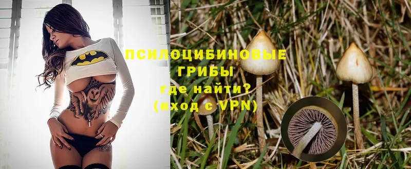 hydra как зайти  Ангарск  Псилоцибиновые грибы Magic Shrooms 