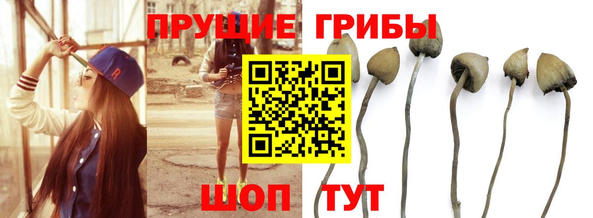 Псилоцибиновые грибы мицелий Ангарск